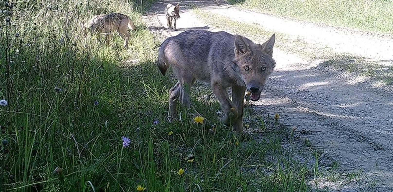 Fotofallenbilder zeigen Jungtiere im Natura 2000-Gebiet Truppenübungsplatz Allentsteig im Vorjahr. Dies sind die ersten Wölfe, die in Österreich seit ihrer Ausrottung vor über 100 Jahren in freier Wildbahn geboren wurden.