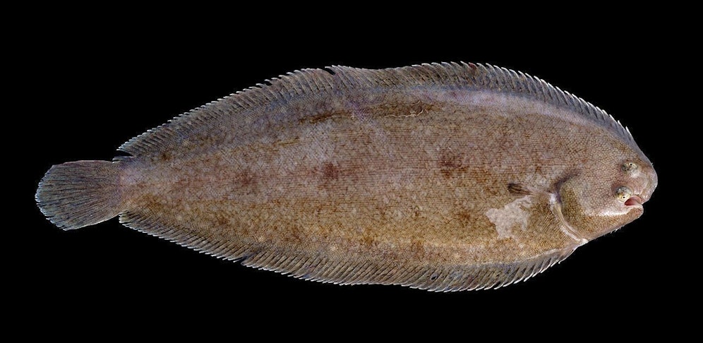 Seezungen gehören zu den begehrtesten und teuersten Speisefischen. Symbolfoto