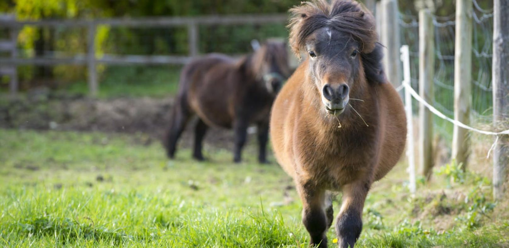 Ponys auf Weide attackiert: Beine verklebt