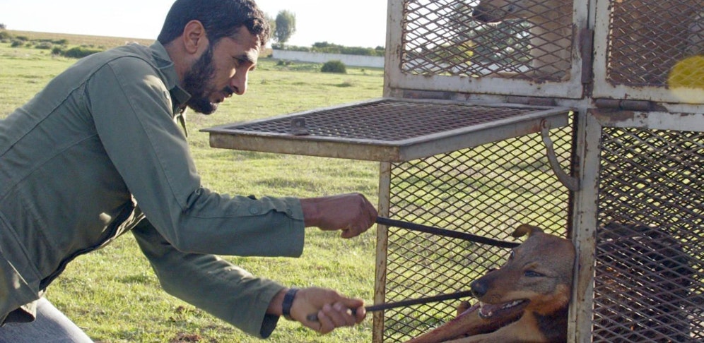 In Marokko werden streunende Hunde regelmäßig gezielt getötet.