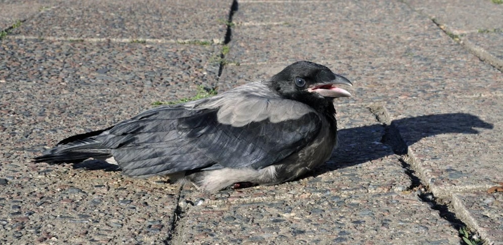 Die Krähe wurde als Fußball missbraucht - sie überlebte den Vorfall nicht