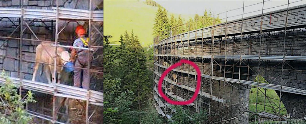 Schwindelfrei? Die Kuh am Baugerüst einer Brücke in Flintsbach am Inn (D): Feuerwehr und der Landwirt konnten das Tier in Sicherheit bringen. 