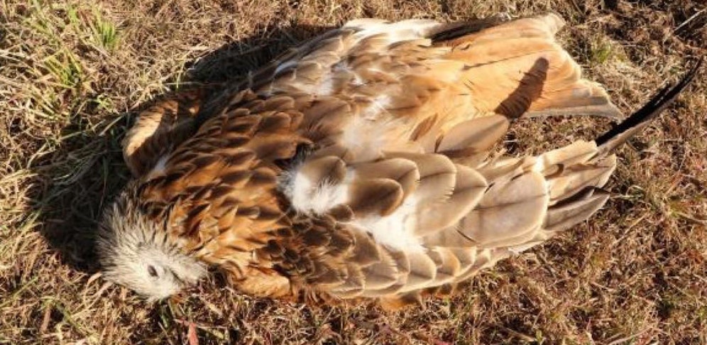 Einer der vergifteten Rotmilane.