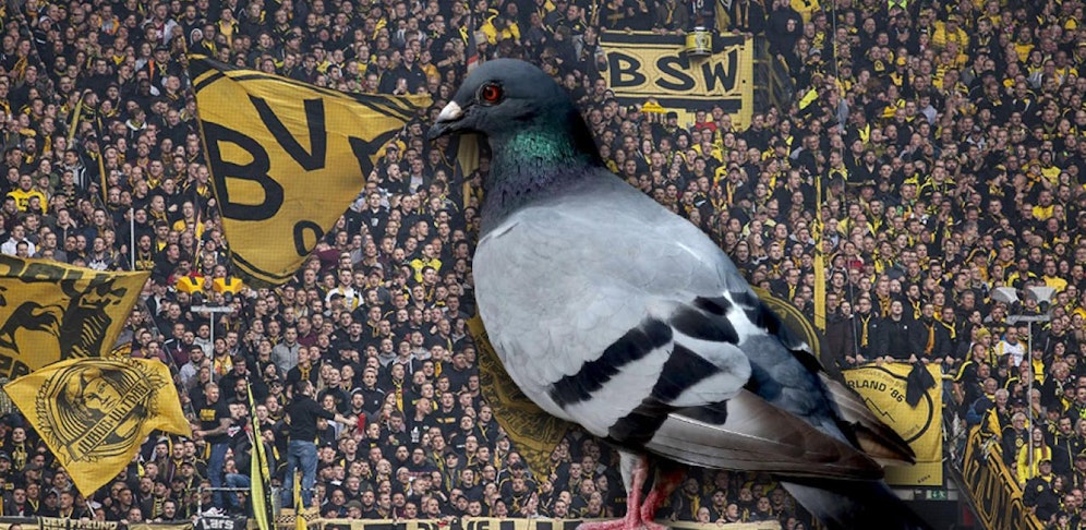 Dortmund hat einen "Taubenshitstorm".