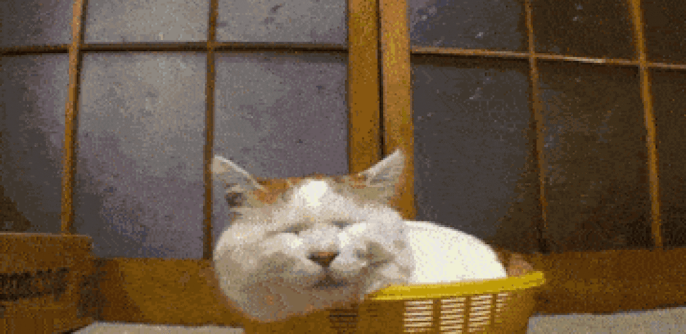 Dieser Kater geht tiefenentspannt in den Sonntag!