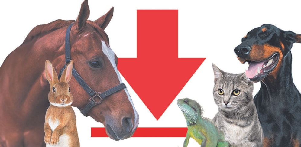 Sie wollen der "Heute"-Tier-Community ein süßes/schräges/cooles Foto von Ihrem Haustier zeigen oder haben einen Missstand rund um Tiere entdeckt bzw tierische Good News, die die Welt hören/sehen muss? Dann laden Sie hier Ihr Foto/Viodeo hoch. 