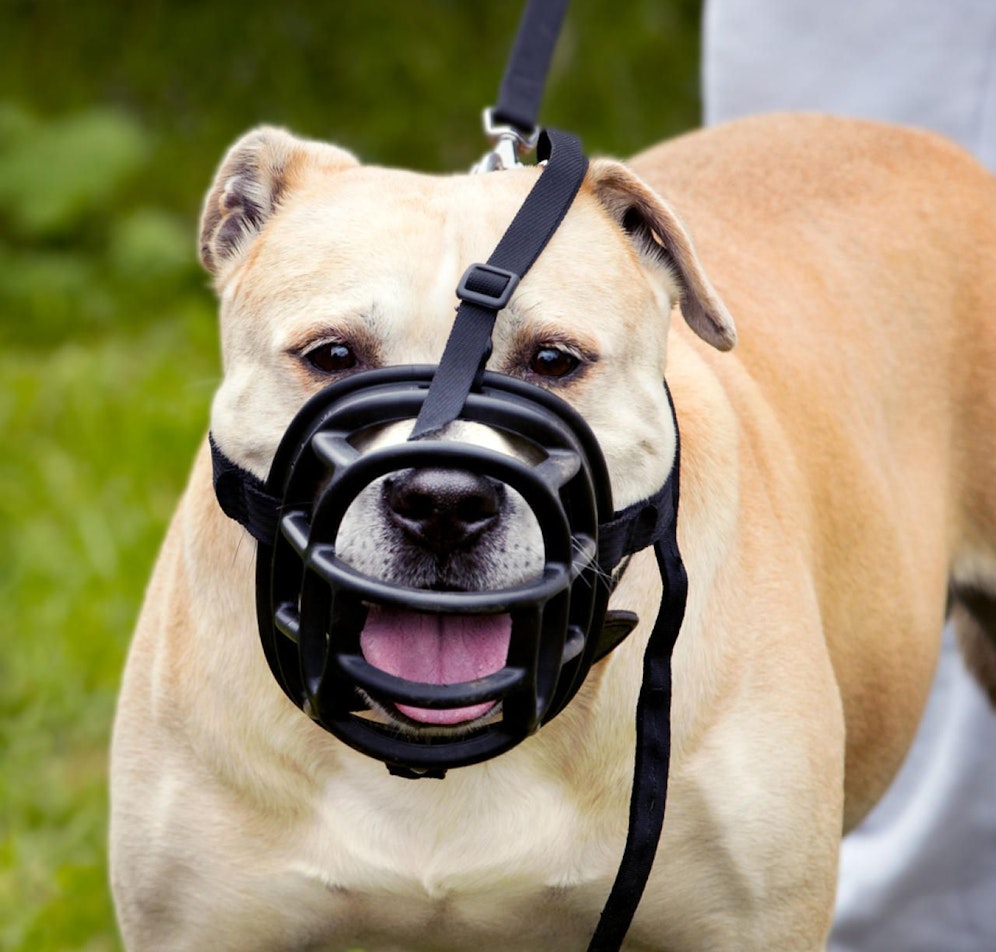 Die verschärften Regeln für Hunde in Wien kommen, aber noch nicht heute. (Symbolbild)