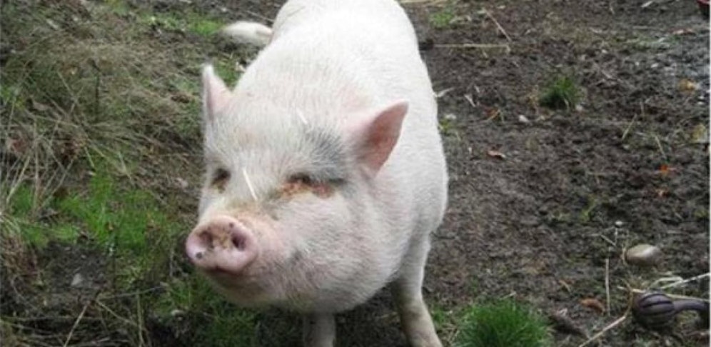 Molly wurde zuerst befreit und dann geschlachtet.