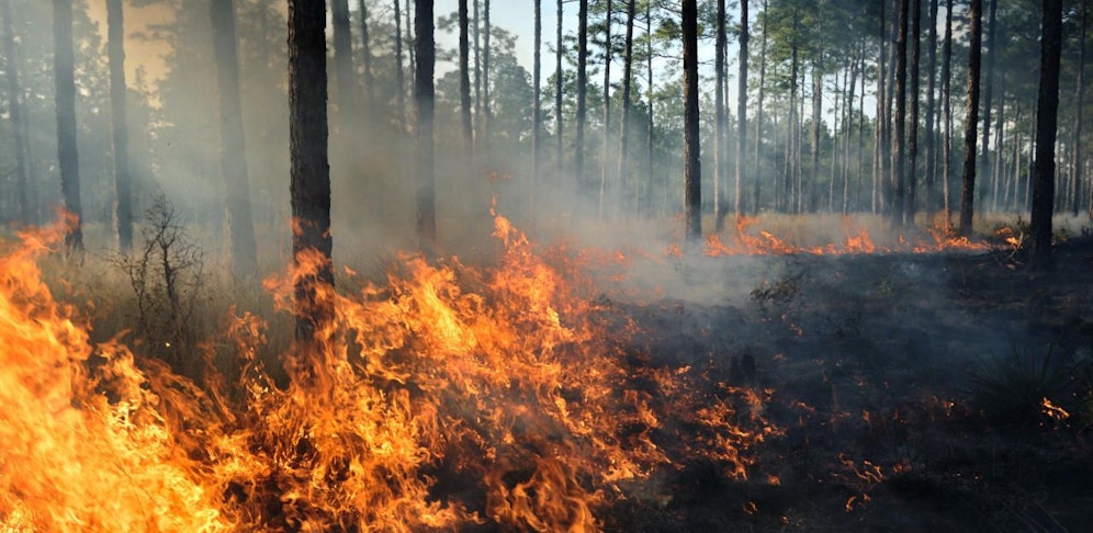 Ein Waldbrand wütet südwestlich von Berlin. 