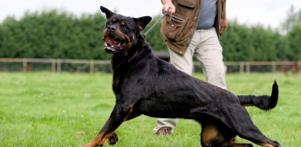 Gilt bald 0,5-Promille-Grenze für Hundebesitzer?