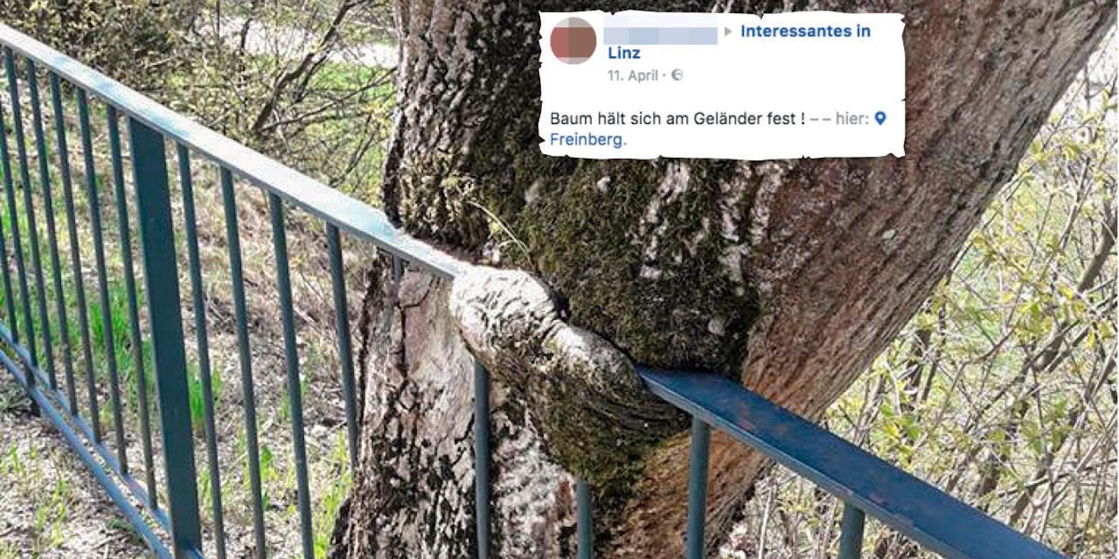 Am Linzer Freinberg &quot;verschlingt&quot; ein Baum ein Geländer. 