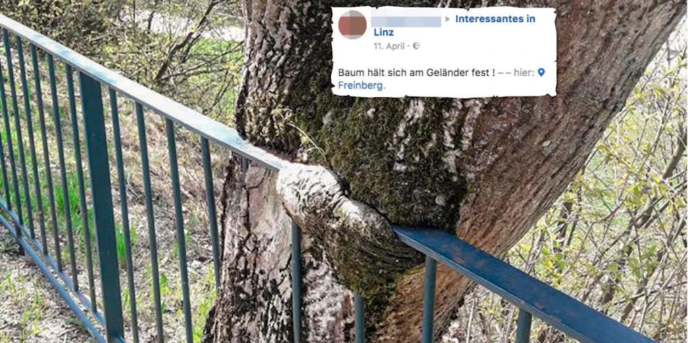 Am Linzer Freinberg "verschlingt" ein Baum ein Geländer. 