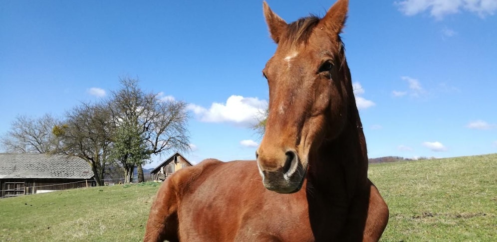 Gnadenhof "SonnenRanch"