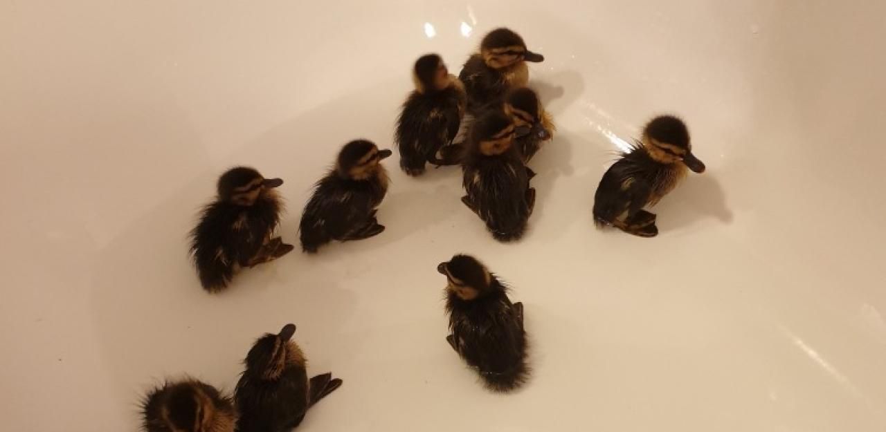 Heute.at - Zwölf Baby-Entlein quacken nach ihrer Mammi