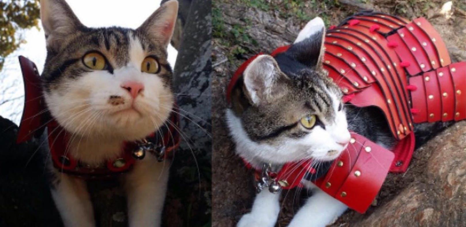 Samurai-Rüstungen für Katzen begeistern Netz