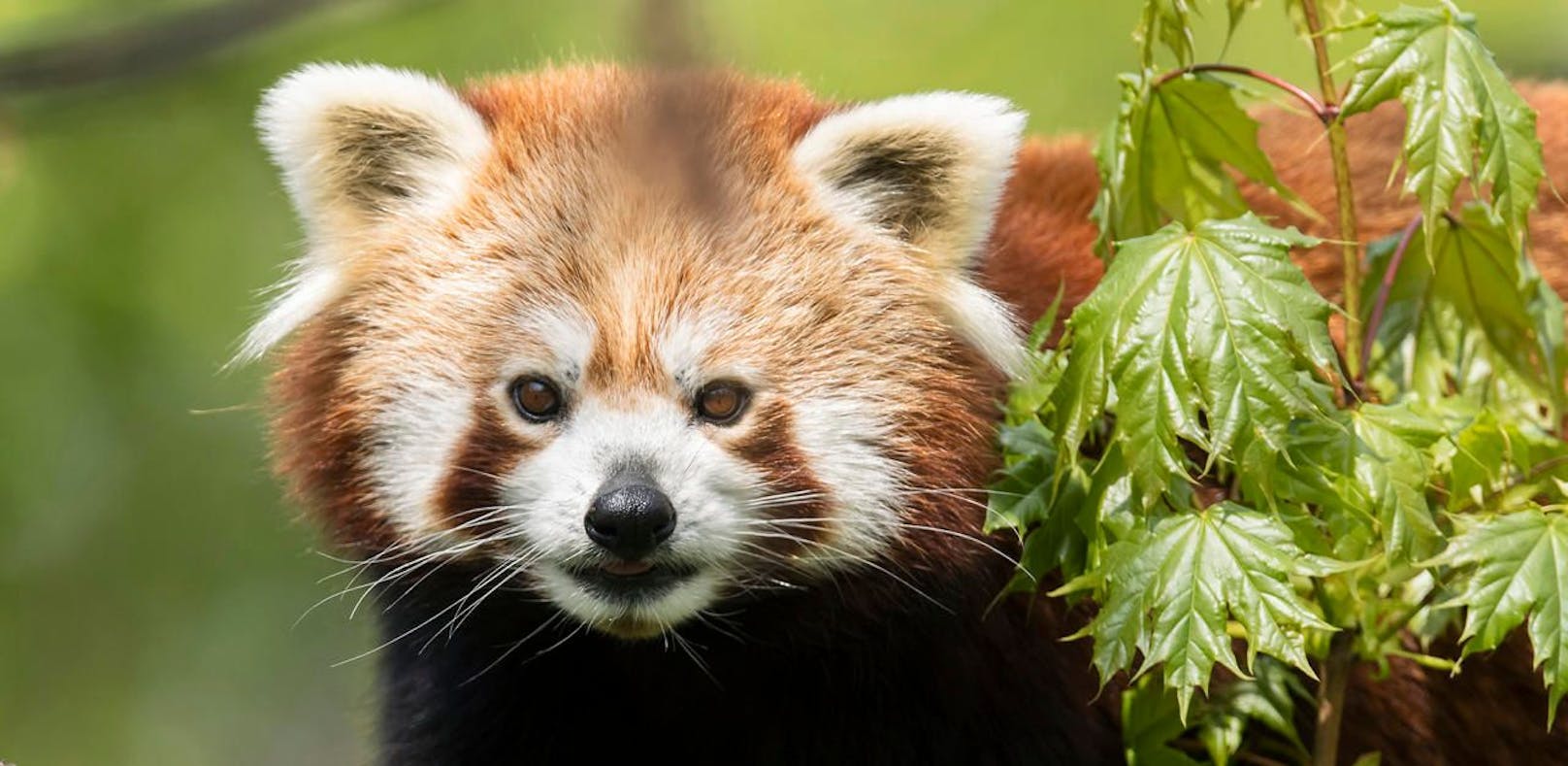 Am Wochenende gibt's Sonderfütterungen der Roten Pandas im Zoo Schönbrunn.