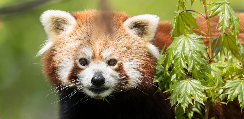 Am Wochenende gibt's Sonderfütterungen der Roten Pandas im Zoo Schönbrunn.