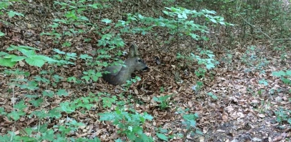 Missliche Lage: Der kleine Rehbock verirrte sich erst  und steckte dann in einem Schacht fest.
