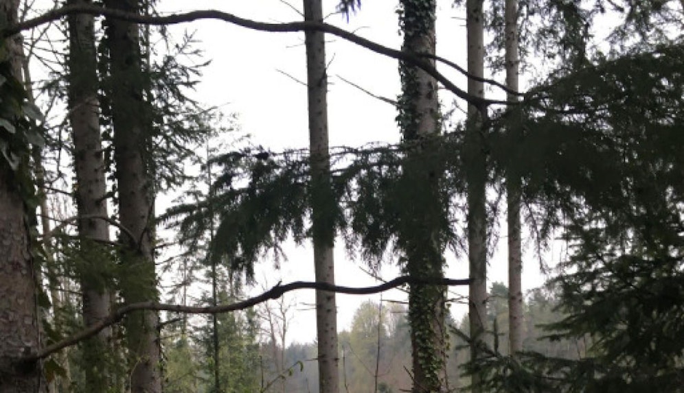 In einem Wald in Kärnten soll ein hochrangiger Polizist im Zuge eines Streits eine Frau geohrfeigt haben. Er bestreitet die Tat, sie erstattete Anzeige. (Symbolbild)