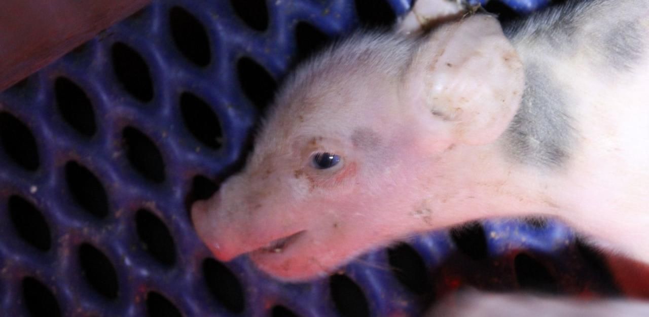 Heute.at - Horror-Schweinestall: Jetzt prüft Volksanwalt