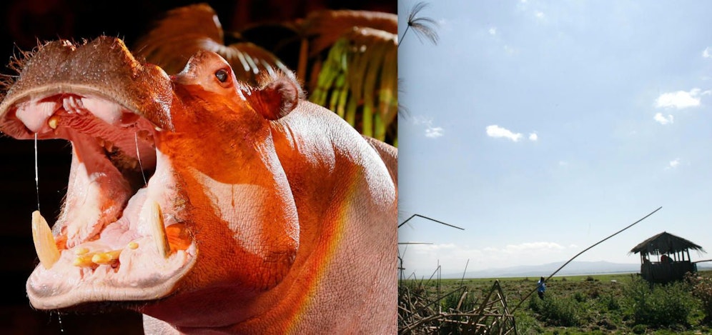 Gefahr: Durch hohen Wassertand am Lake Navaisha (Kenia) trauen sich viele Flusspferde nahe an Hotels. Einem Touristen wurde das zum Verhängnis. 
