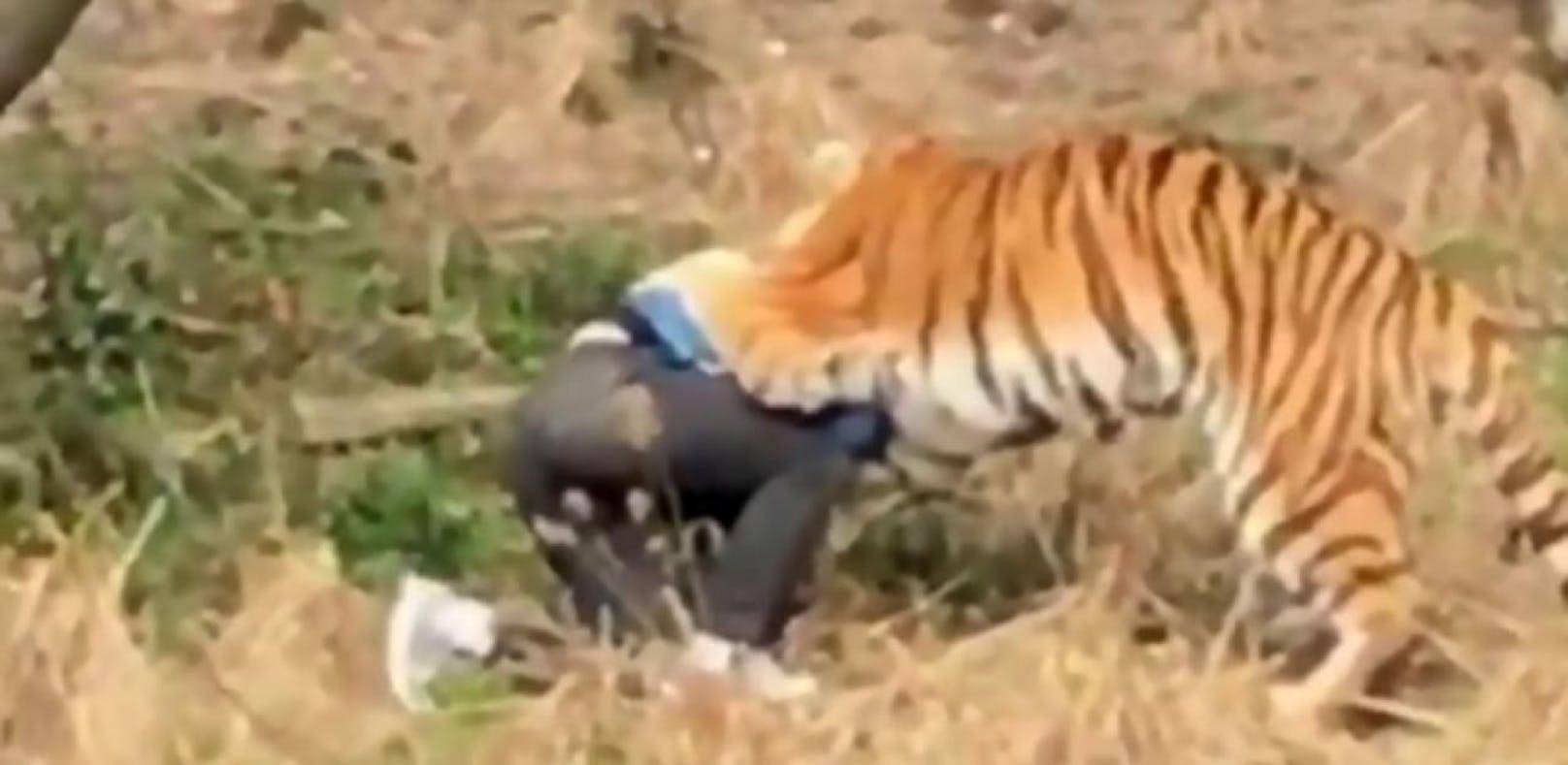 Tiger zerfleischt Mann vor Augen seiner Familie