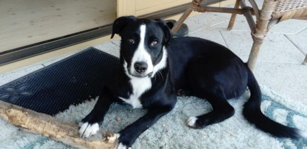 Hündin Lara wurde für einen Fuchs gehalten und erschossen. 