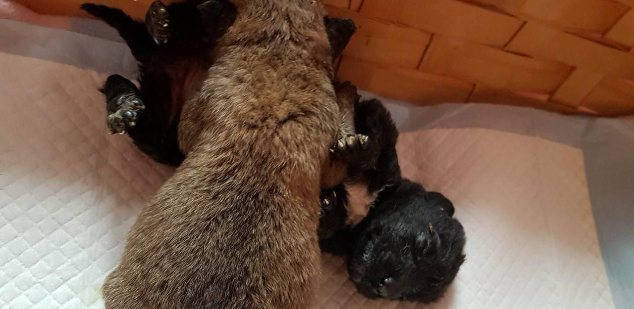 Heute.at - Welpen lebendig begraben: 1.000 Euro Kopfgeld