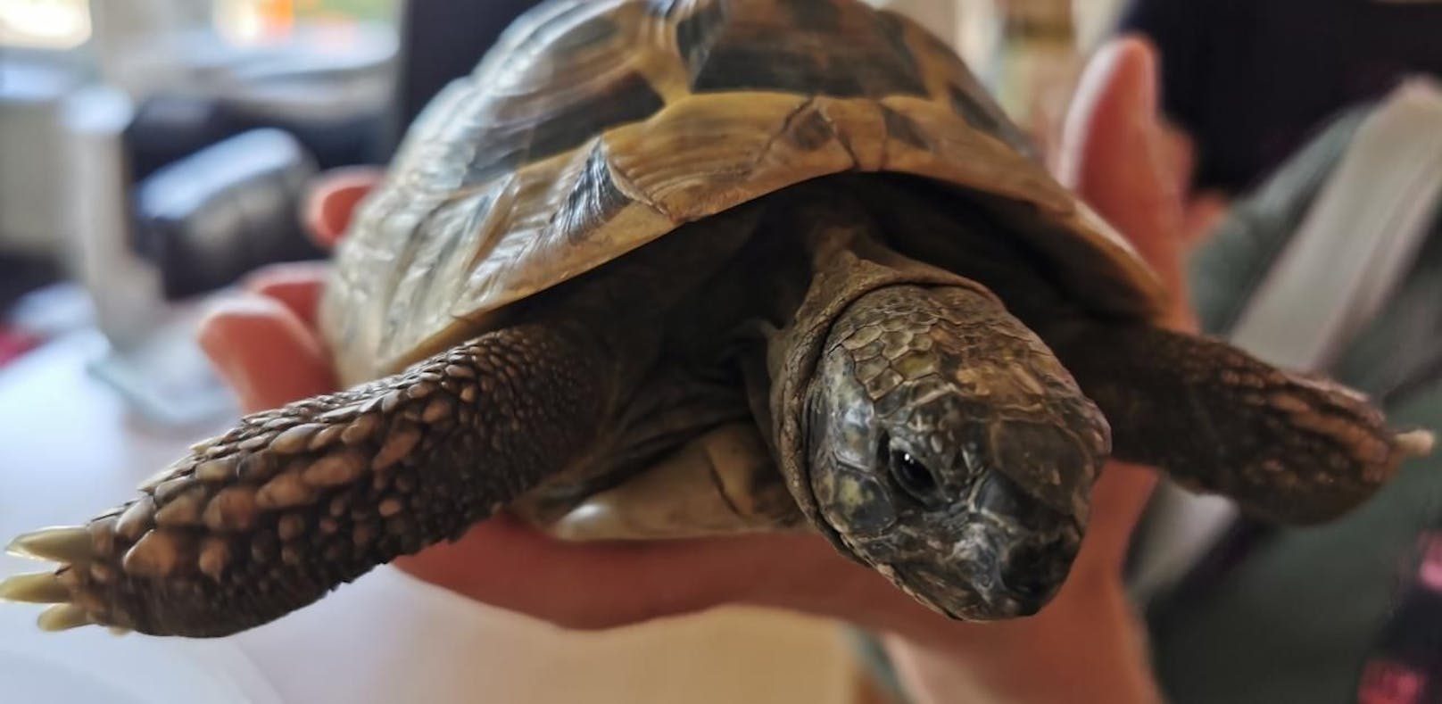 Hund spürte Schildkröte in Wald auf – gerettet