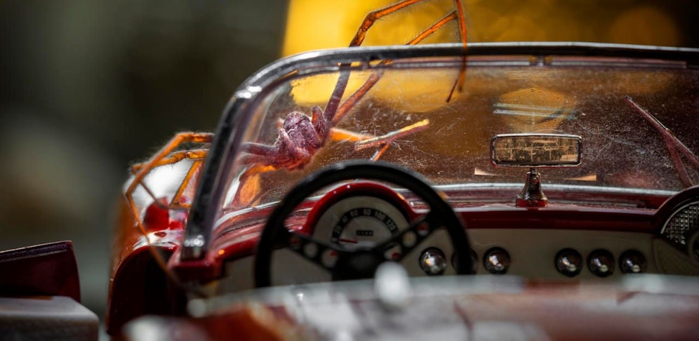 Ein 18-Jähriger hat sich beim Autofahren vor einer Spinne erschrocken