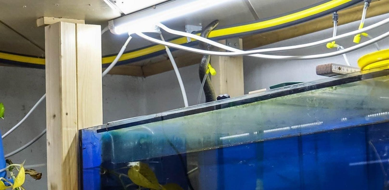 Mann findet 2-Meter-Schlange im Aquarium