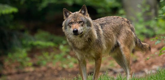 Bereits 31 Tiere wurden im Waldviertel von möglicherweise nur einem einzigen Wolf gerissen.