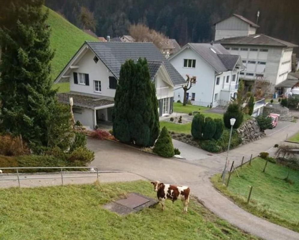 In Sumiswald-Grünen konnte ein Stier seinem Henker in letzter Sekunde entwischen. Dafür wurde er erschossen.