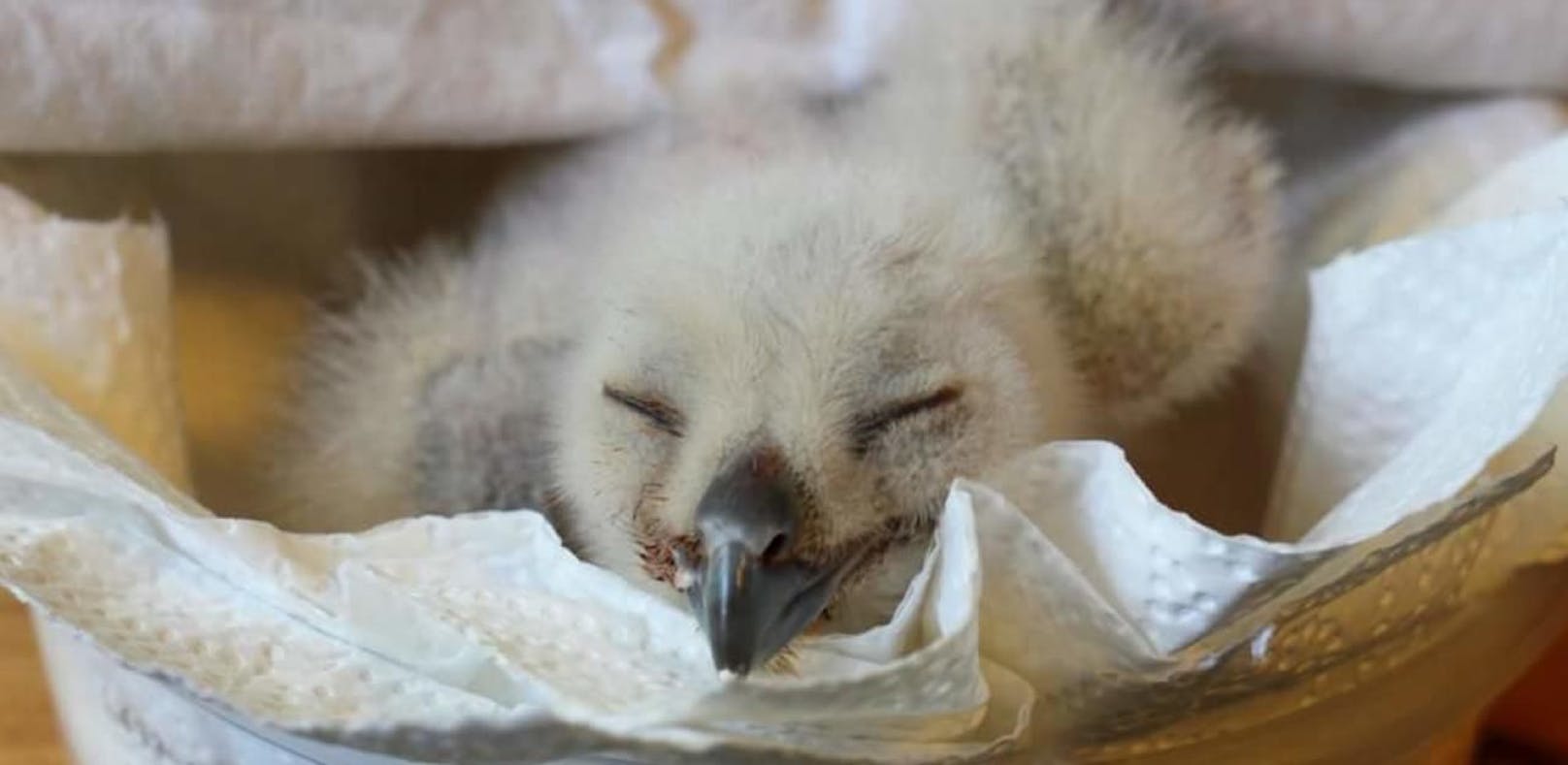 Vogel fiel aus dem Nest: Baby-Uhu wurde gerettet