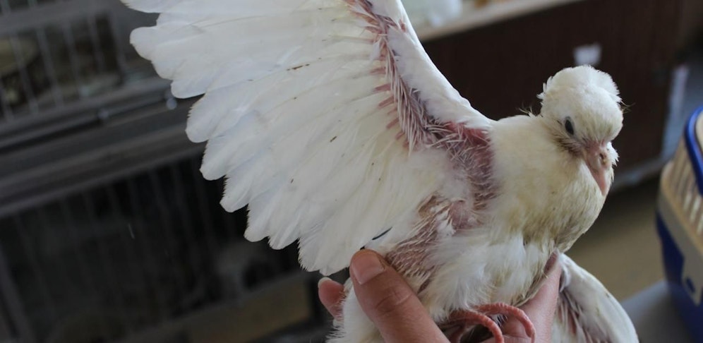 Eine der geretteten Tauben.