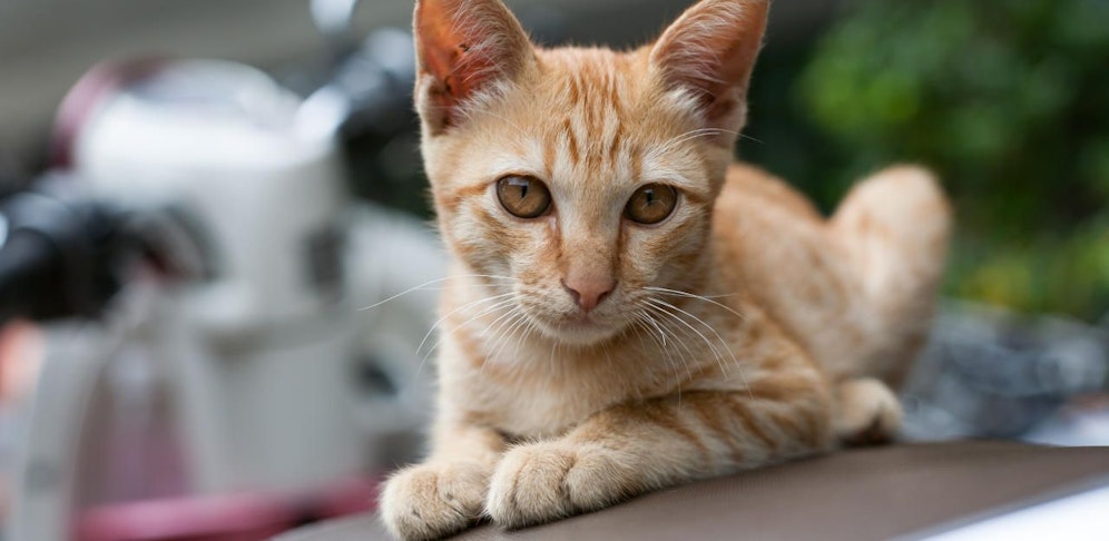 Nachdem sie einer Katze ausgewichen war, kam eine Schülerin mit ihrem Mofa von der Straße ab. Sie wurde jetzt angezeigt; Symbolfoto