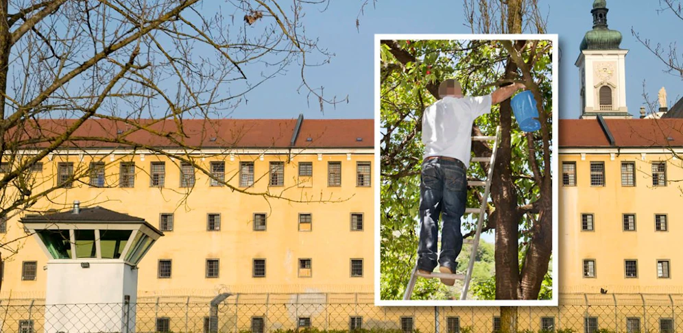 Der verurteilte Mörder war am Ende April nach einem Ausgang nicht mehr in die Justizanstalt in Garsten zurückgekehrt, konnte nun in Deutschland beim Kirschen pflücken geschnappt werden. 