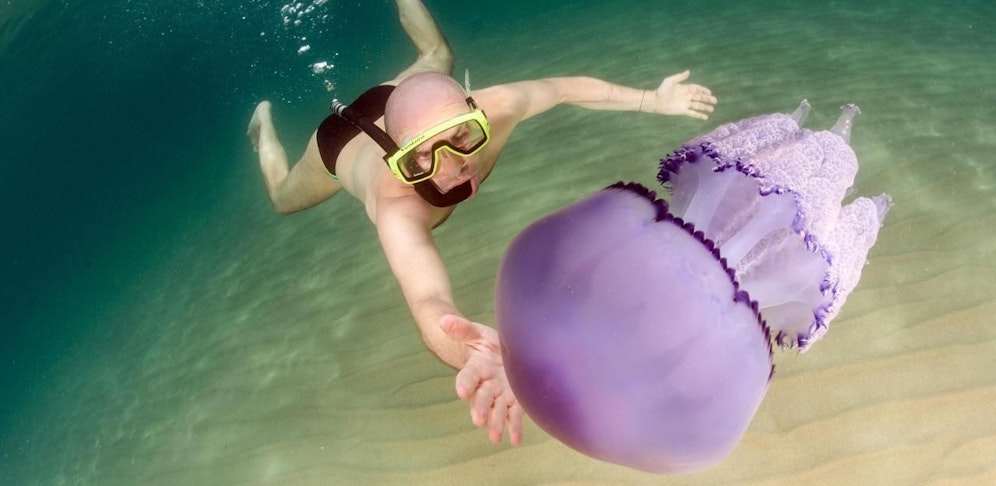 Manche Quallen sind einfach nur schön anzusehen, aber nicht alle Begegnungen mit ihren Artgenossen enden friedlich.
