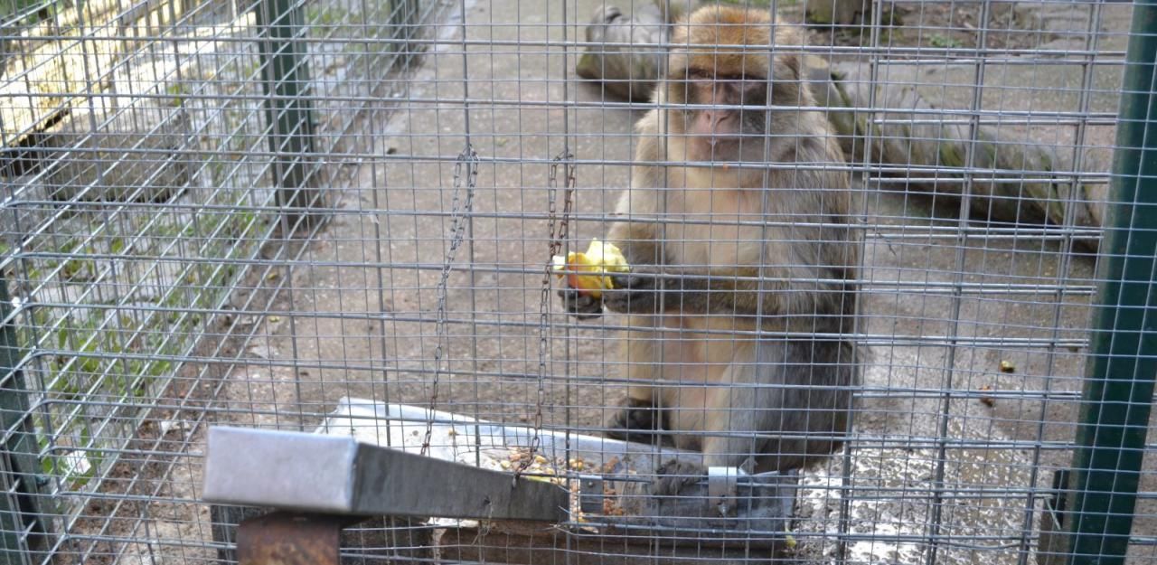 Heute.at - Berberaffe sitzt alleine im Käfig: VGT macht Anzeige