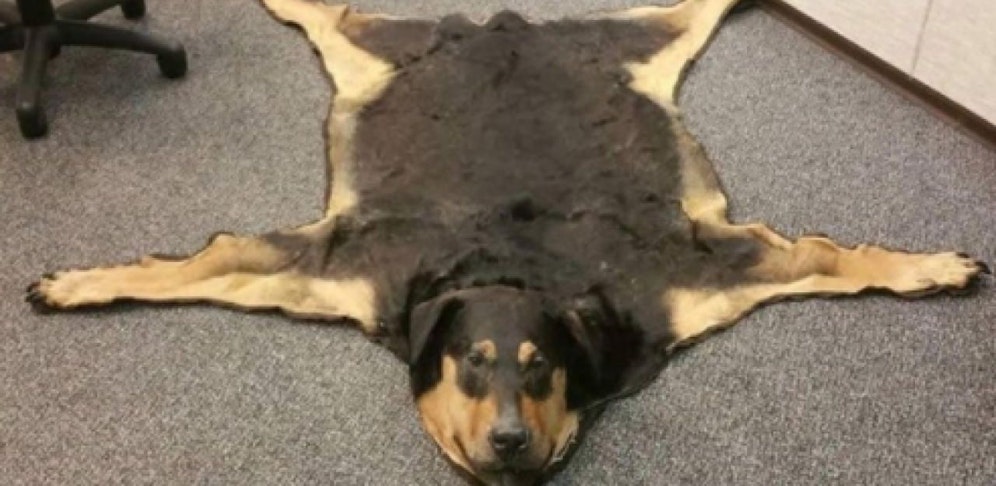 Dieses Fell wird zum Verkauf angeboten