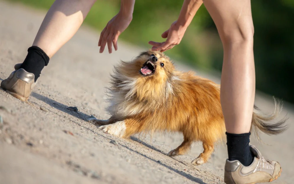 Ein aggressiver Sheltie versucht einen Menschen in die Hand zu beißen. Symbolfoto.