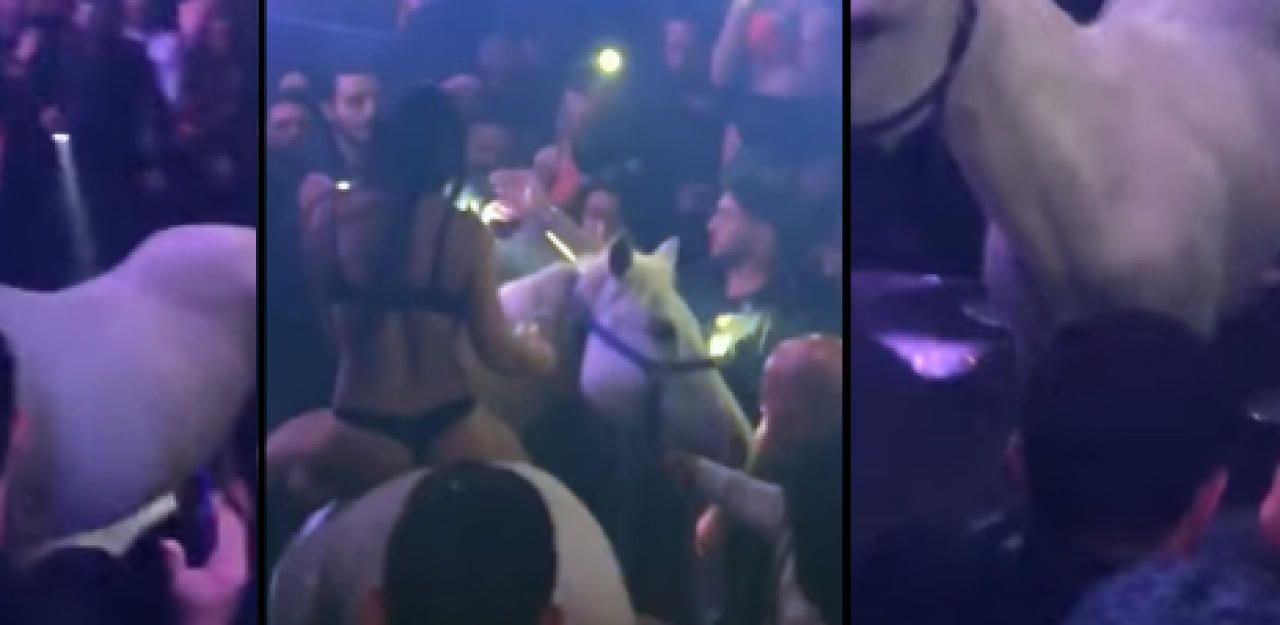 Heute.at - Pferd wirft Halbnackte in Club ab: Aus für Lokal