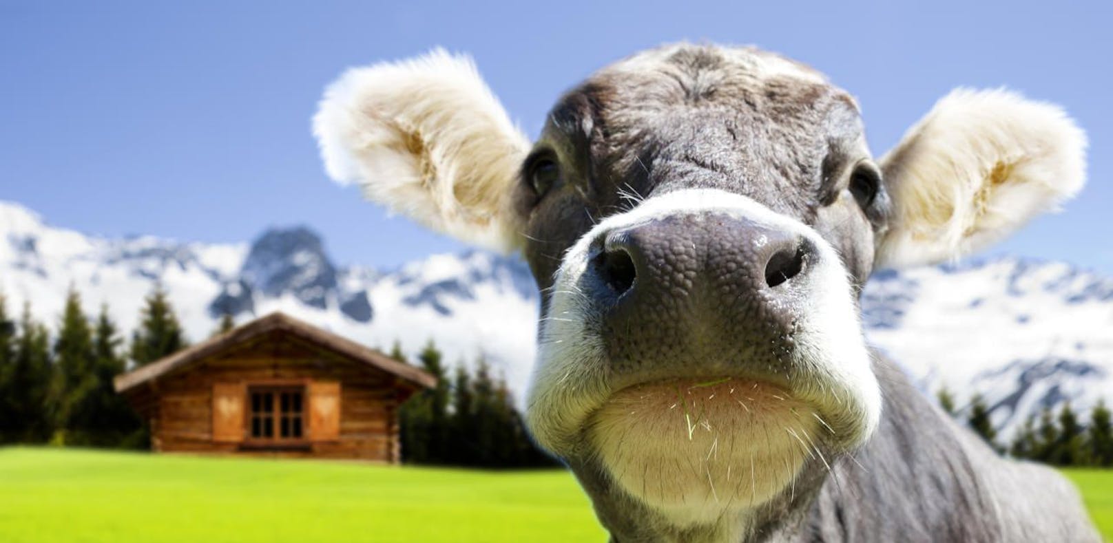 Bayer klagt wegen zu lauten Kuhglocken