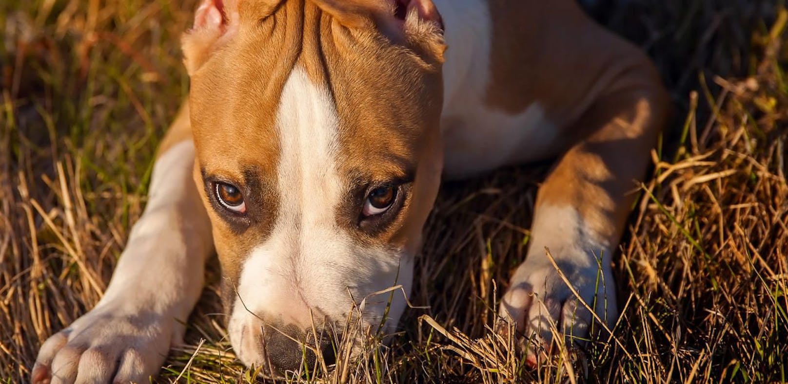 Eine Staffordshire-Terrier-Hündin wurde vergiftet. (Symbolfoto)