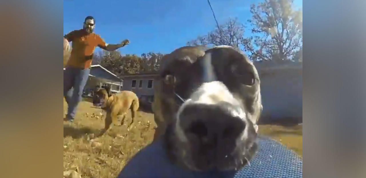 Heute.at - Hündin mit GoPro im Maul, Herrchen jagt hinterher