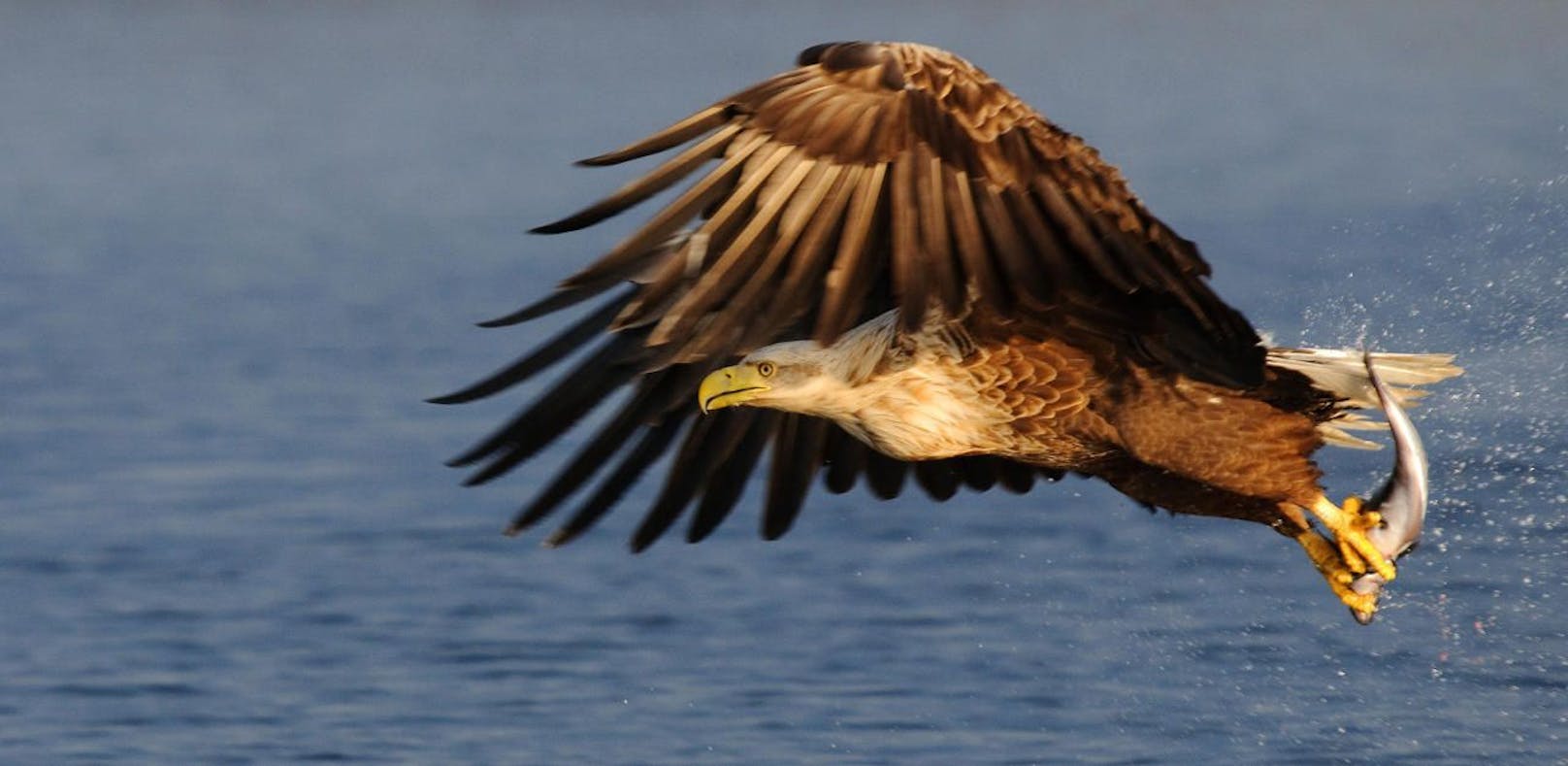 Drama um Seeadler-Weibchen im Waldviertel.