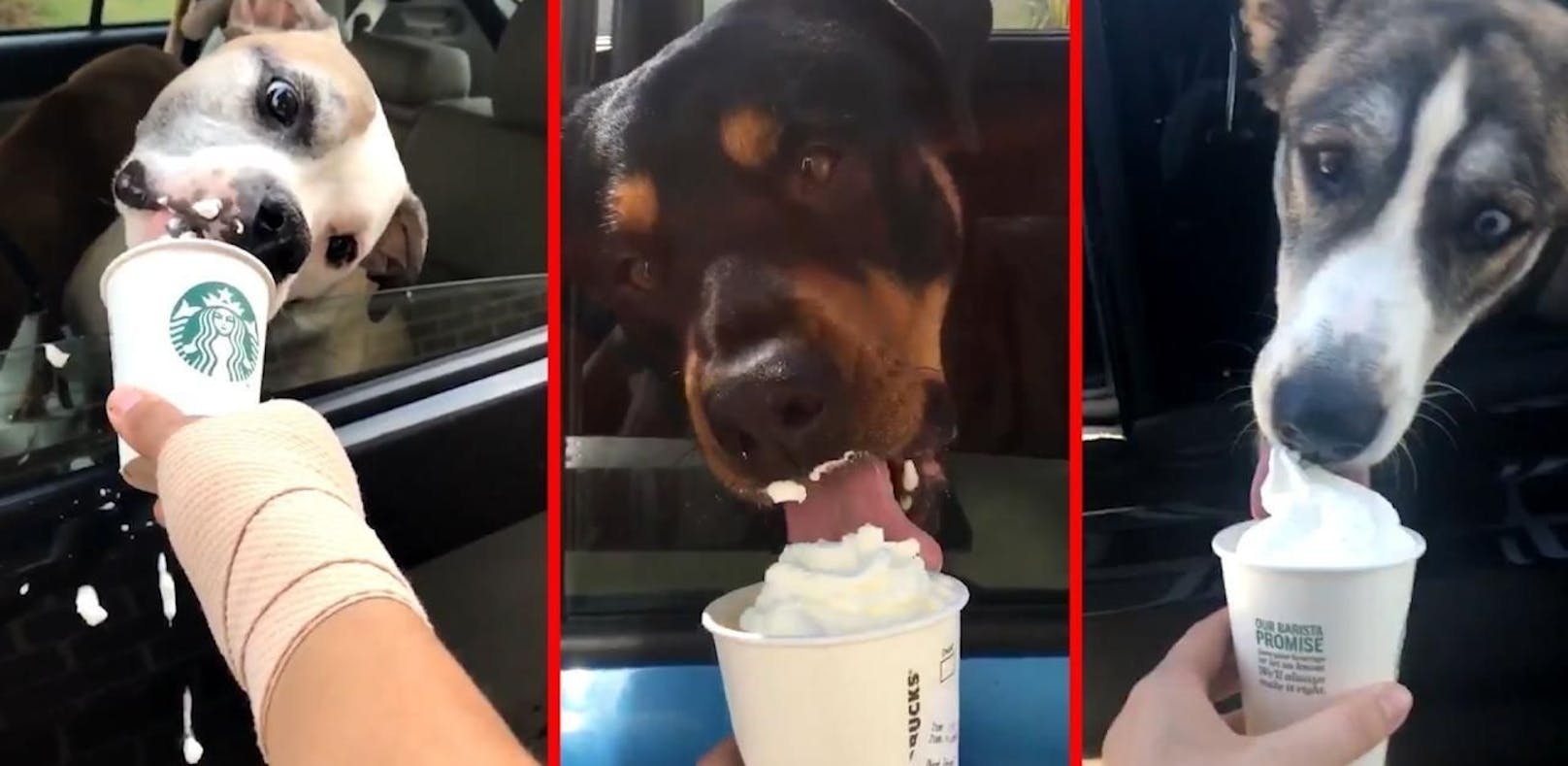 Starbucks bietet Snack für Hunde an