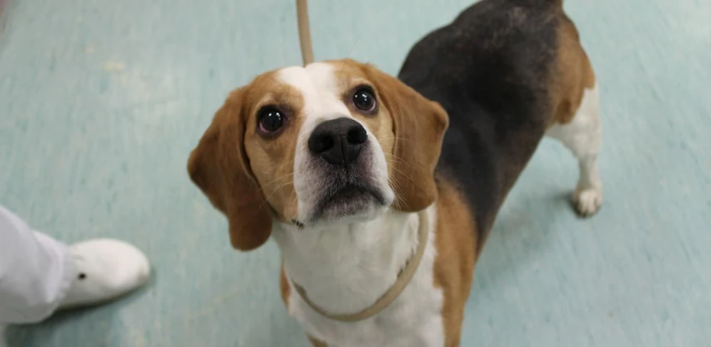 Beagle "Snoopy" 