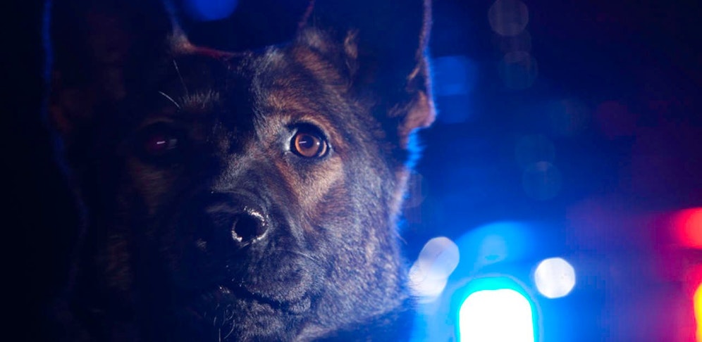 Ein Schäferhund wurde in Geinberg von Einbrechern angegriffen.