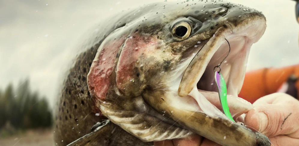 Für den Fischfang gab es eine Haftstrafe.